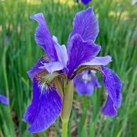 SIB Pansy Purple